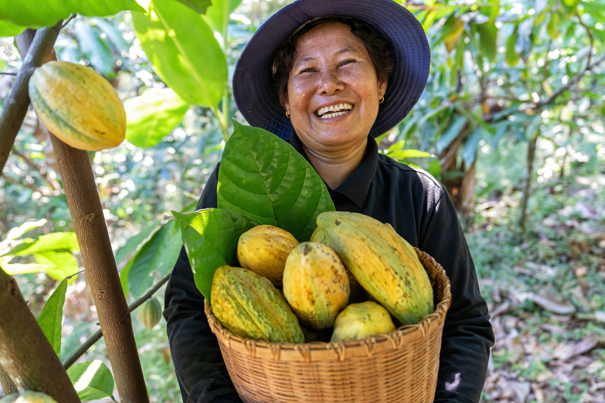 Farmer in Cocoa Chocolate Plant hold coco fruit or ripe coco basket smiling portrait look at camera